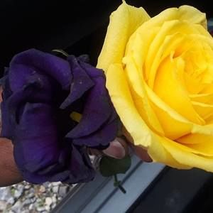 Meet your Posher, Love